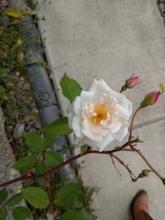 IMAG0353.jpg