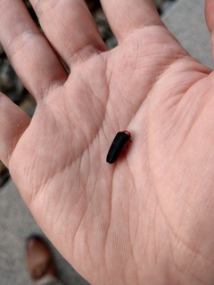 IMAG0405.jpg