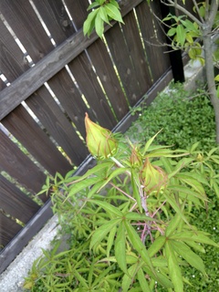 IMAG2279.jpg