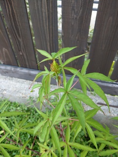 IMAG2282.jpg