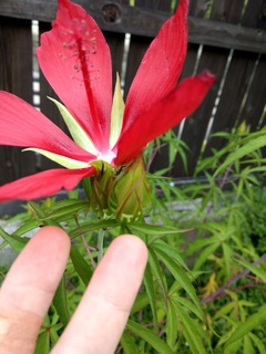 IMAG2284.jpg