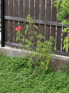 IMAG2285.jpg