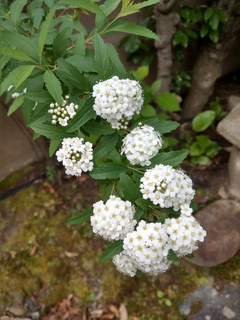 IMAG3085.jpg